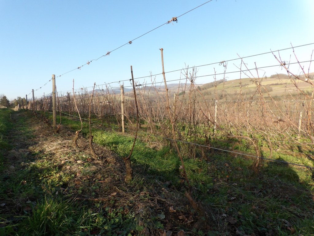 Taille de la vigne en cours ... 3 