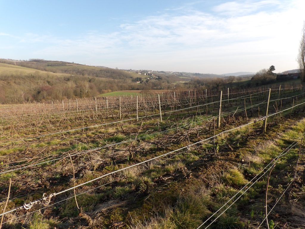 Taille de la vigne en cours ... 