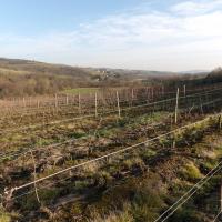 Taille de la vigne en cours ... 