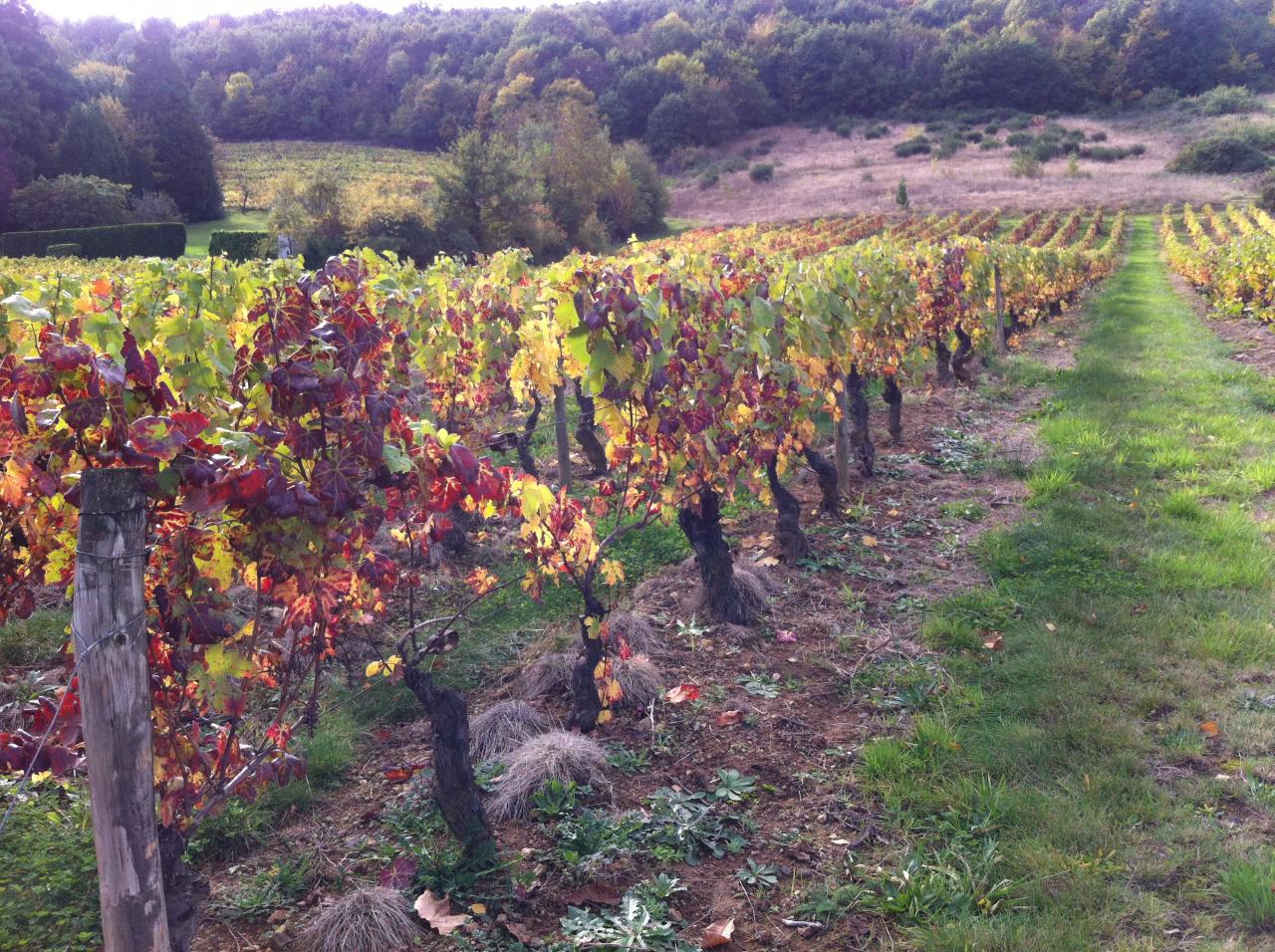 Domaine du Bois Pothier - Automne 2