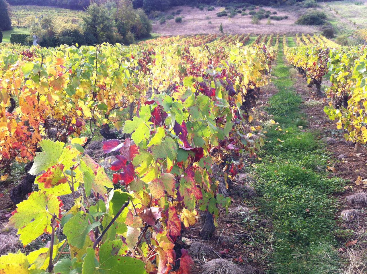 Domaine du Bois Pothier - Automne 1