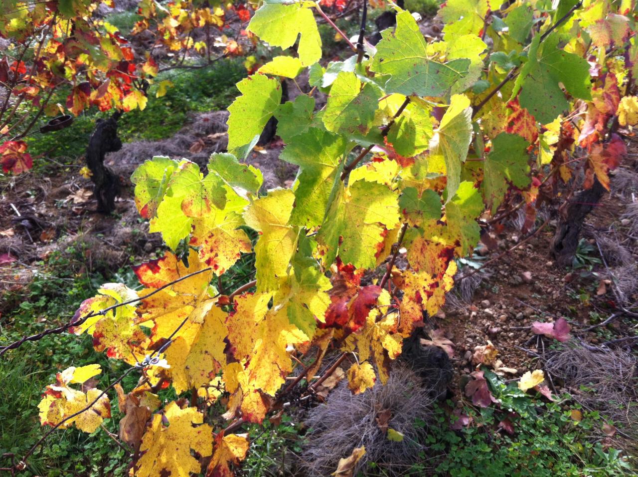 Domaine du Bois Pothier - Automne 4