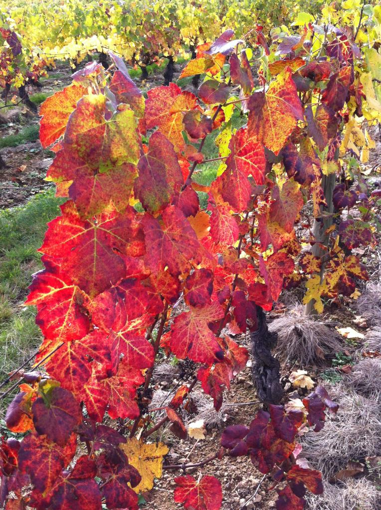 Domaine du Bois Pothier - Automne 3