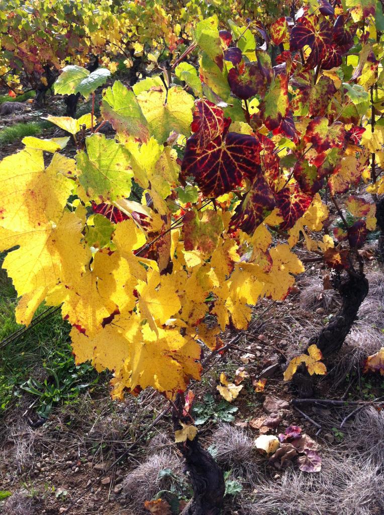 Domaine du Bois Pothier - Automne 5